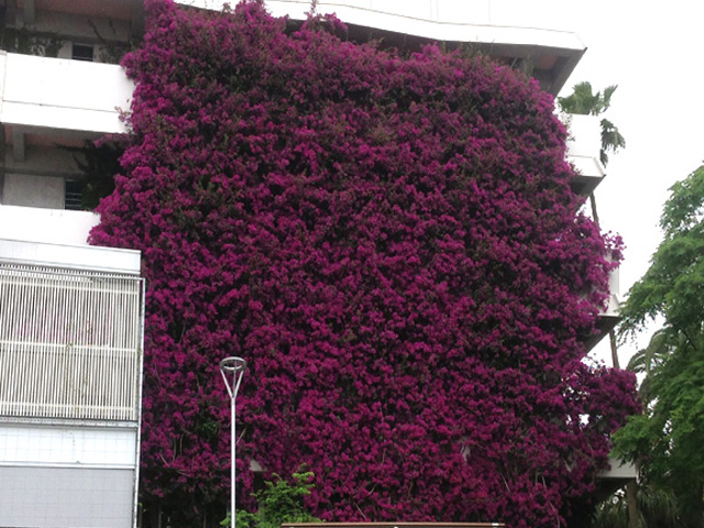 地植え用ブーゲンビレアとは トロピカルマーケット