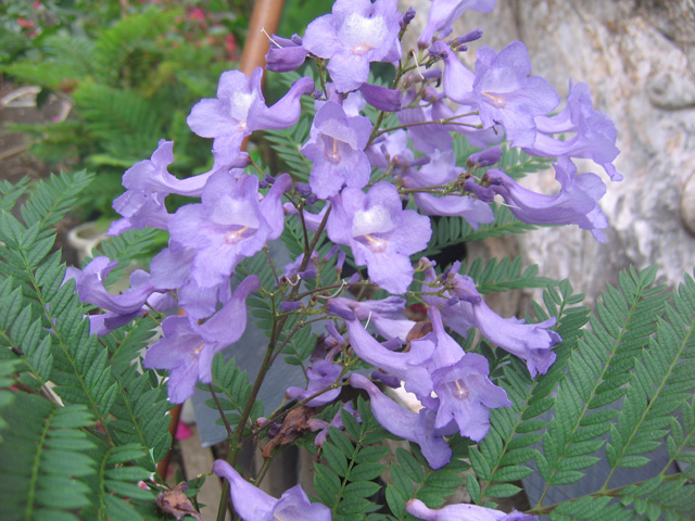 ジャカランダとは トロピカルマーケット