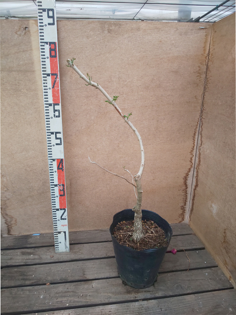 ジャカランダとは トロピカルマーケット