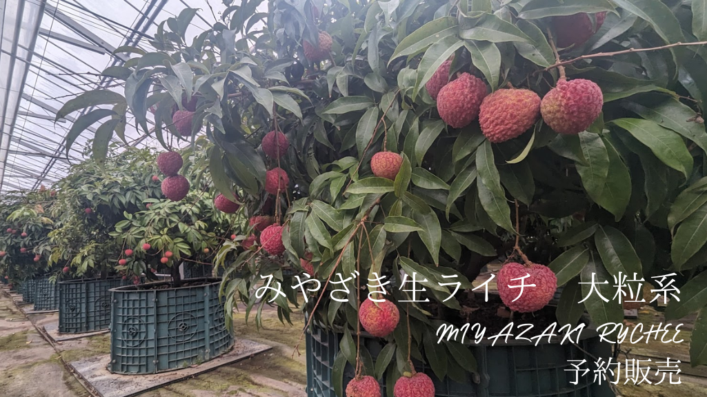 画像の説明