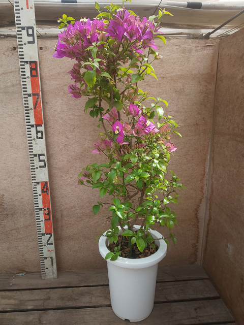 地植え用ブーゲンビレアとは トロピカルマーケット