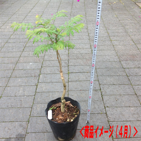 ジャカランダとは トロピカルマーケット